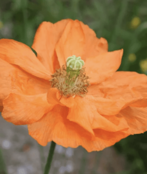 Poppy - Atlantic  - Papaver atlanticum (3.25" pot)